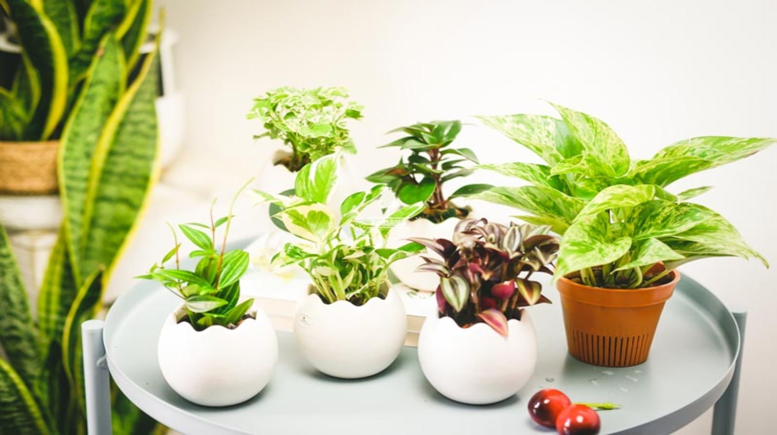 Chậu cây cảnh mini để bàn phù hợp, thu hút tài lộc