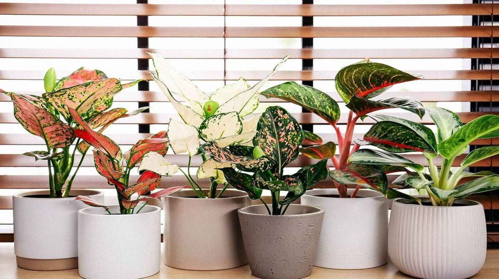 Cây cảnh hợp mệnh Mộc - Lựa chọn đúng mang lại thịnh vượng