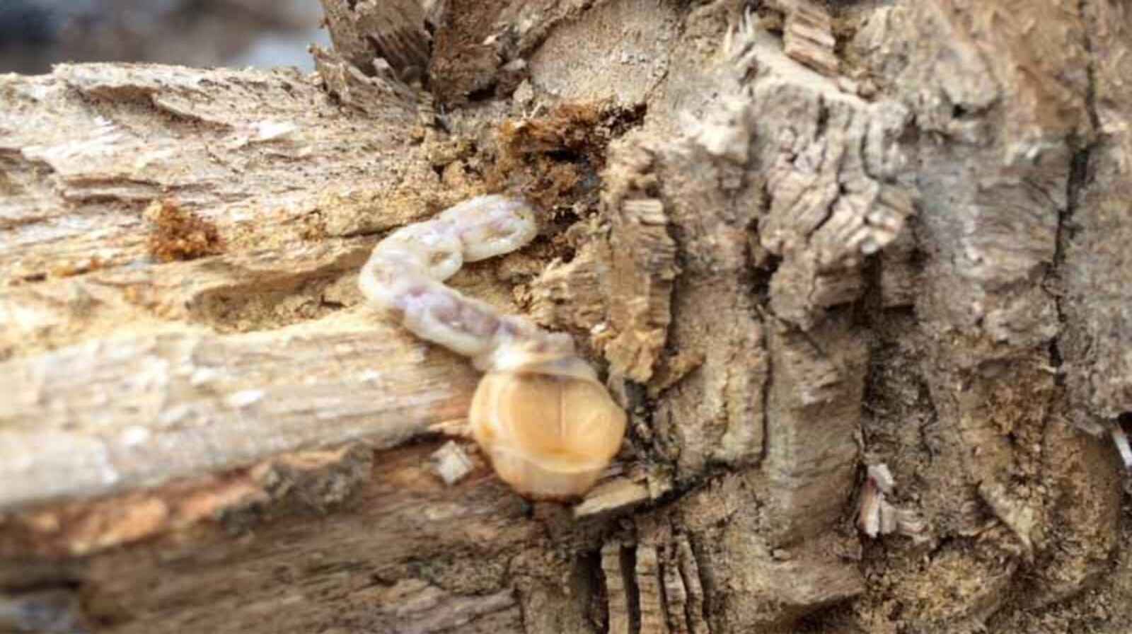 Sâu đục thân cây xoài gây hại ra sao? Cách bảo vệ năng suất!
