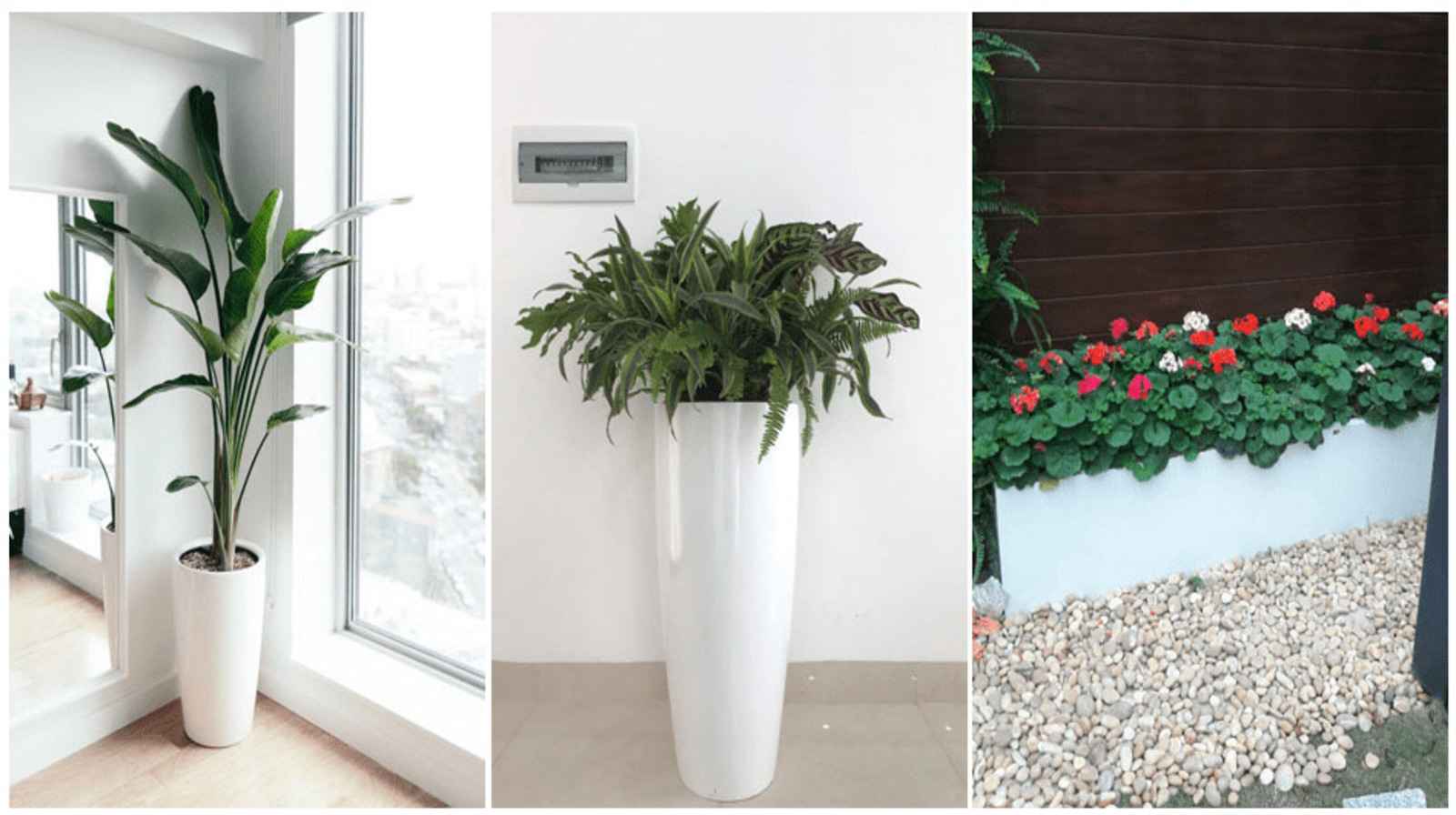 Chậu trồng cây - Đột phá về độ bền và thẩm mỹ