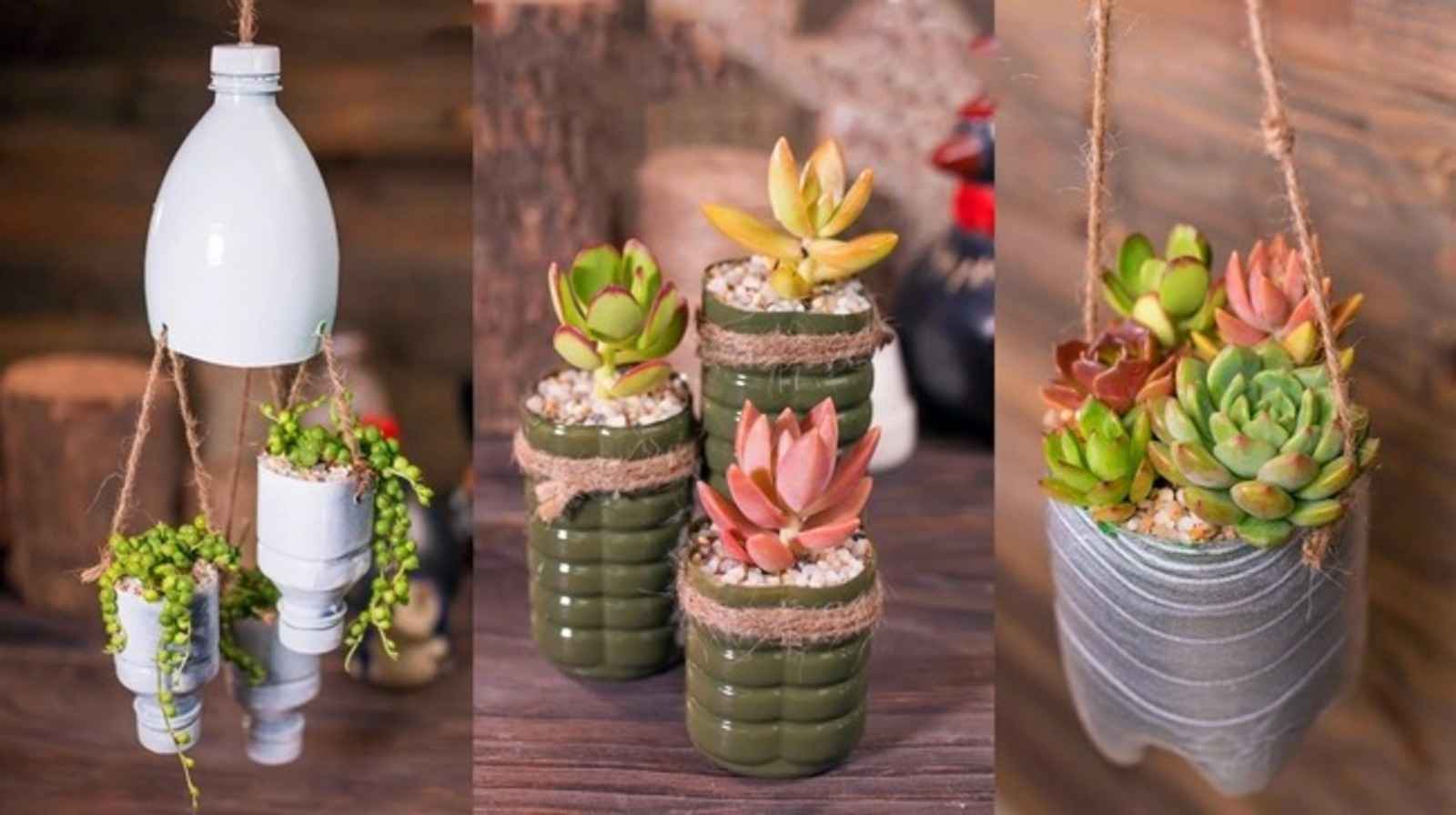 Tự làm chậu trồng sen đá - Bí quyết từ vật dụng gia đình