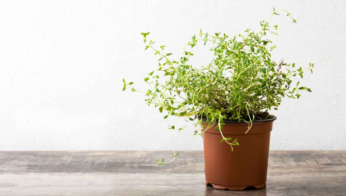 Chậu composite trưng Tết cho nhà ống, nhà phố hẹp