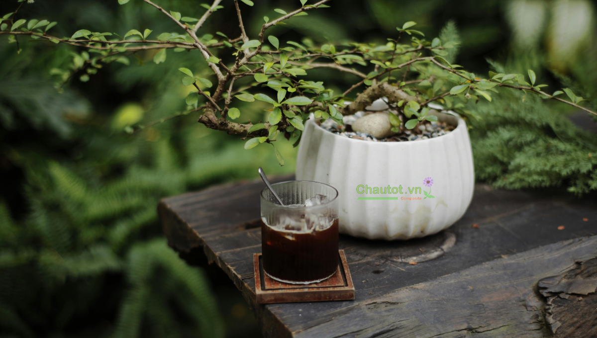 Chậu composite trưng bonsai ngày Tết – Gọn nhẹ, sang trọng