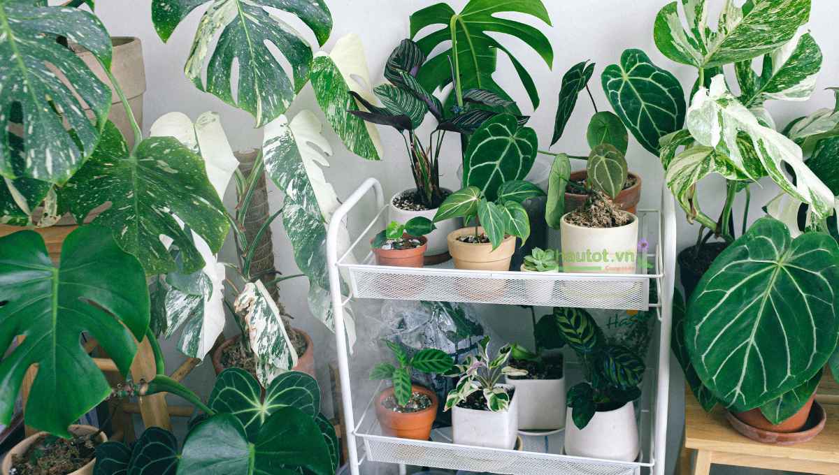 5 lý do nên chọn chậu cây composite trang trí ngày Tết