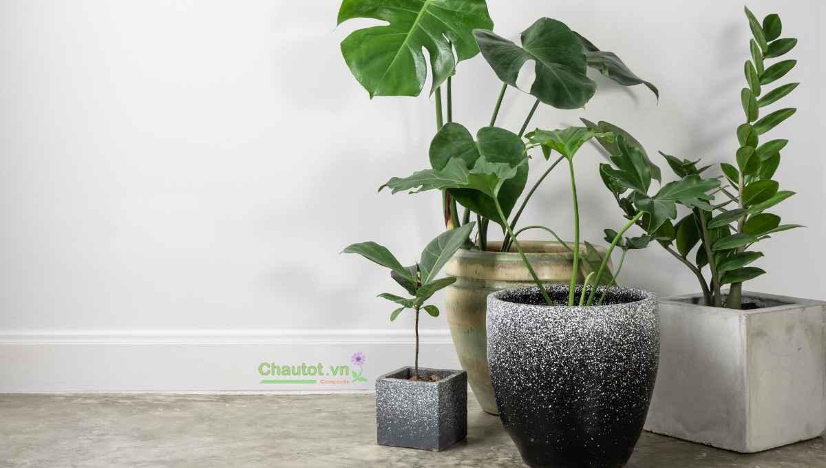 Kinh nghiệm chọn chậu cây composite trưng tết đẹp và tiết kiệm
