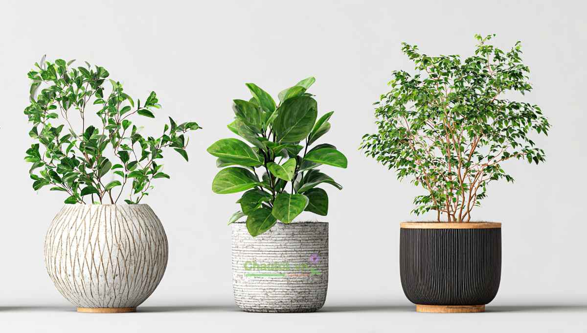 Gợi ý trang trí ban công ngày Tết bằng chậu cây composite