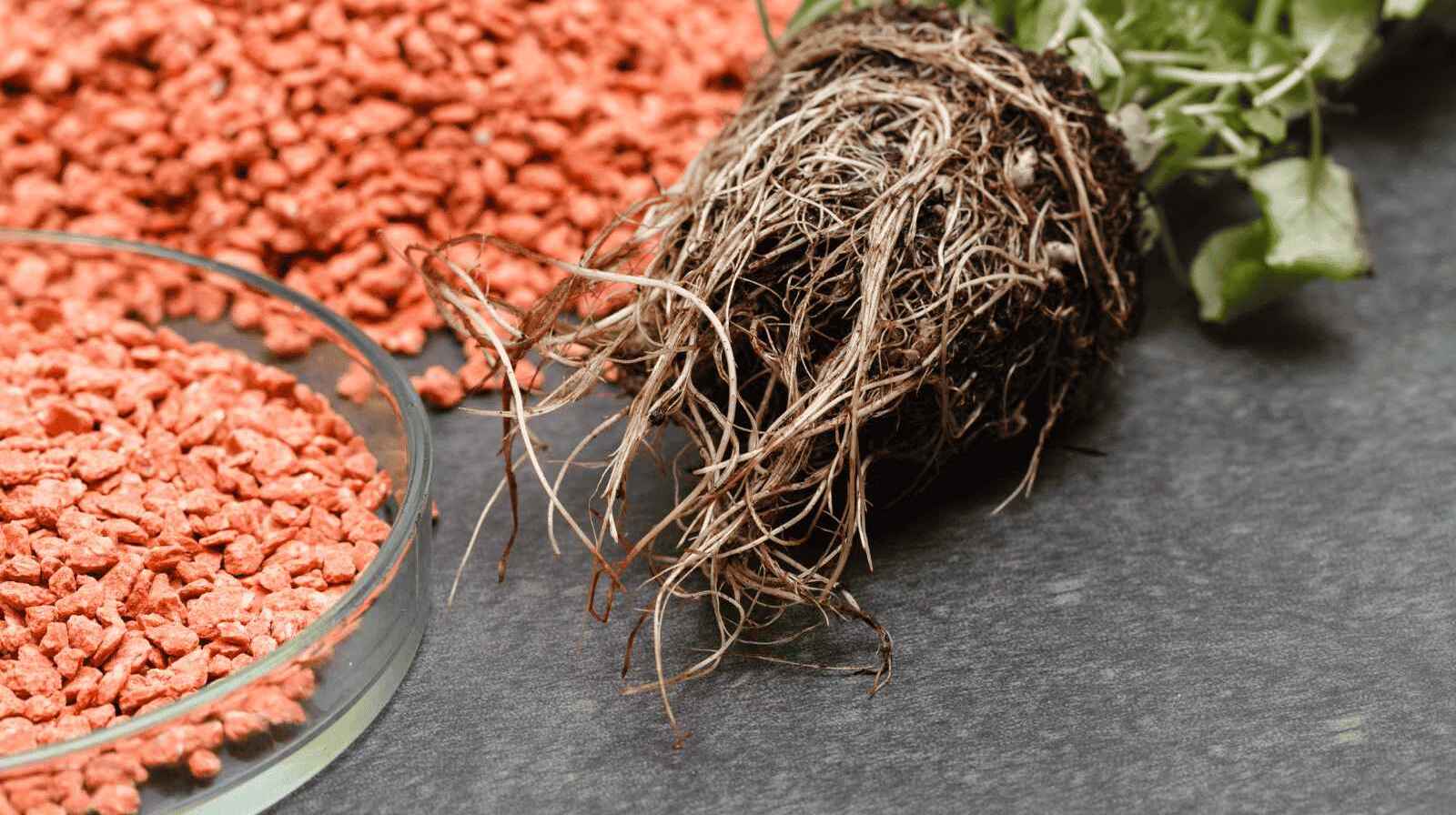 Bón kali cho cây - Top những điều nhà nông cần biết!