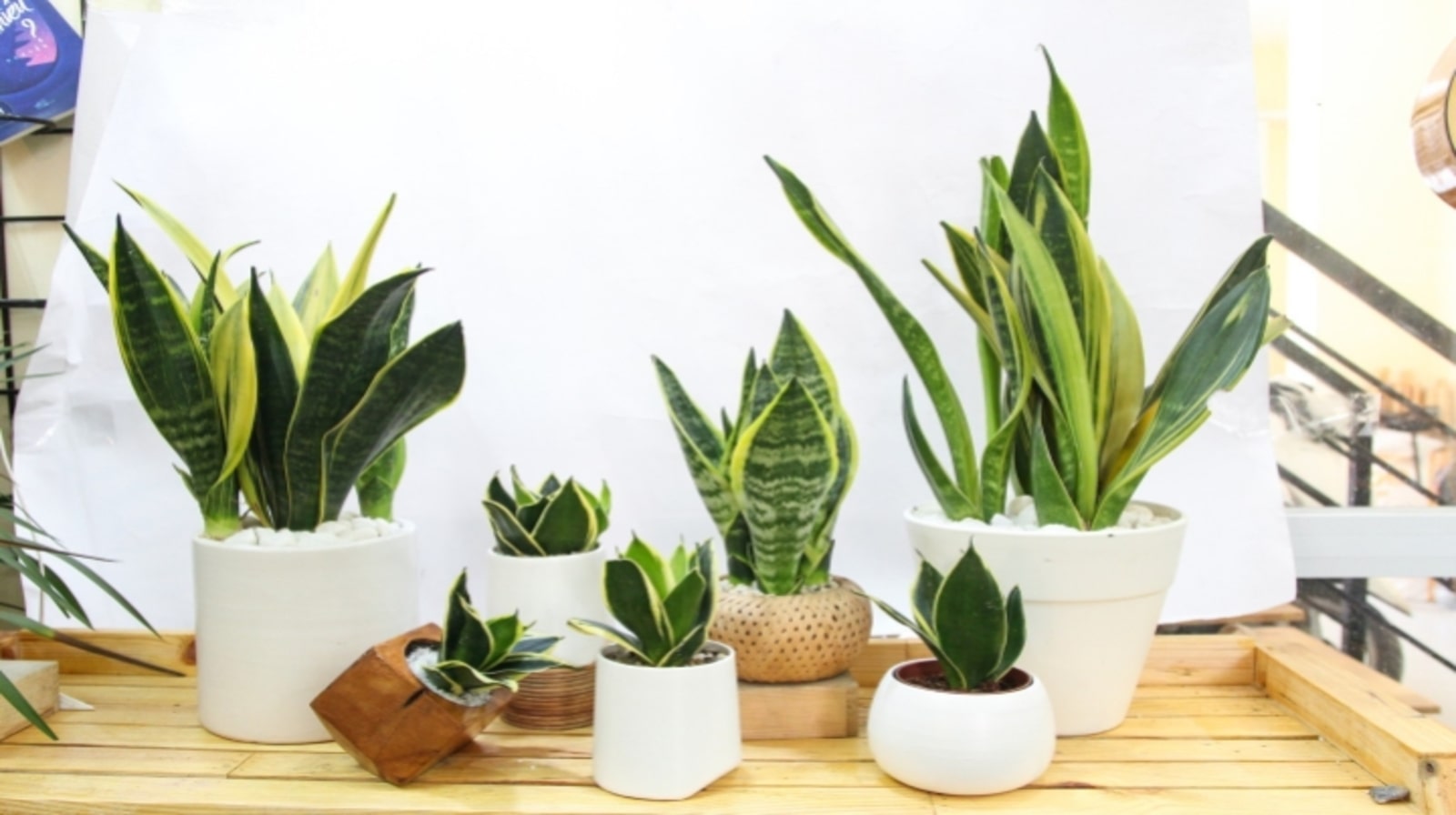 Cây lưỡi hổ trong chậu composite và Top 3 lý do nên trồng