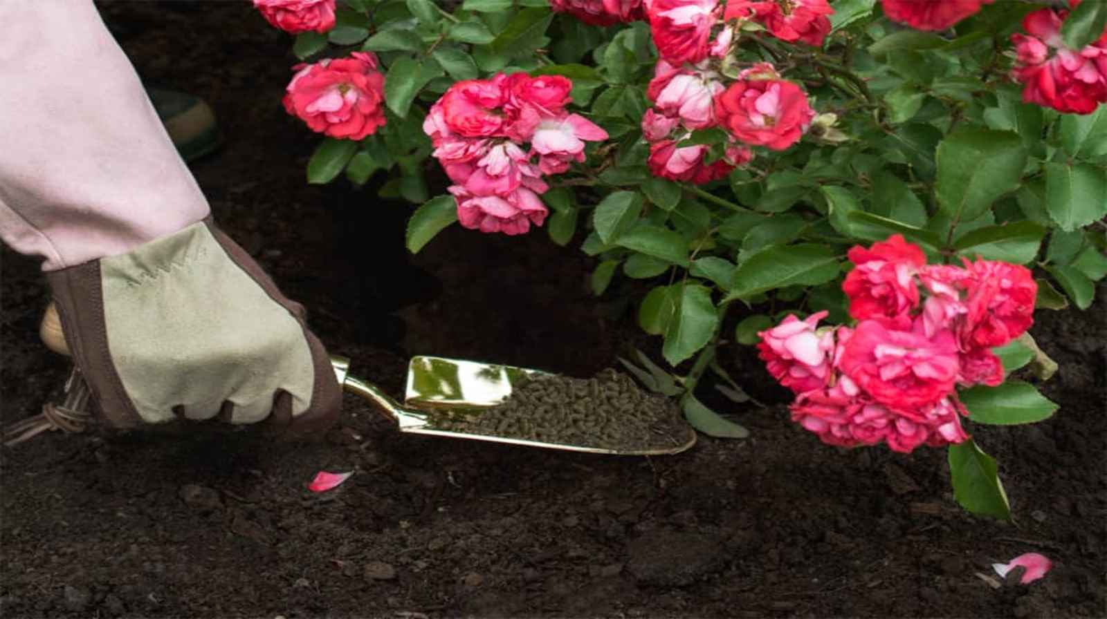 Bón phân cho hoa hồng - Chọn loại nào để hoa nở rực rỡ nhất
