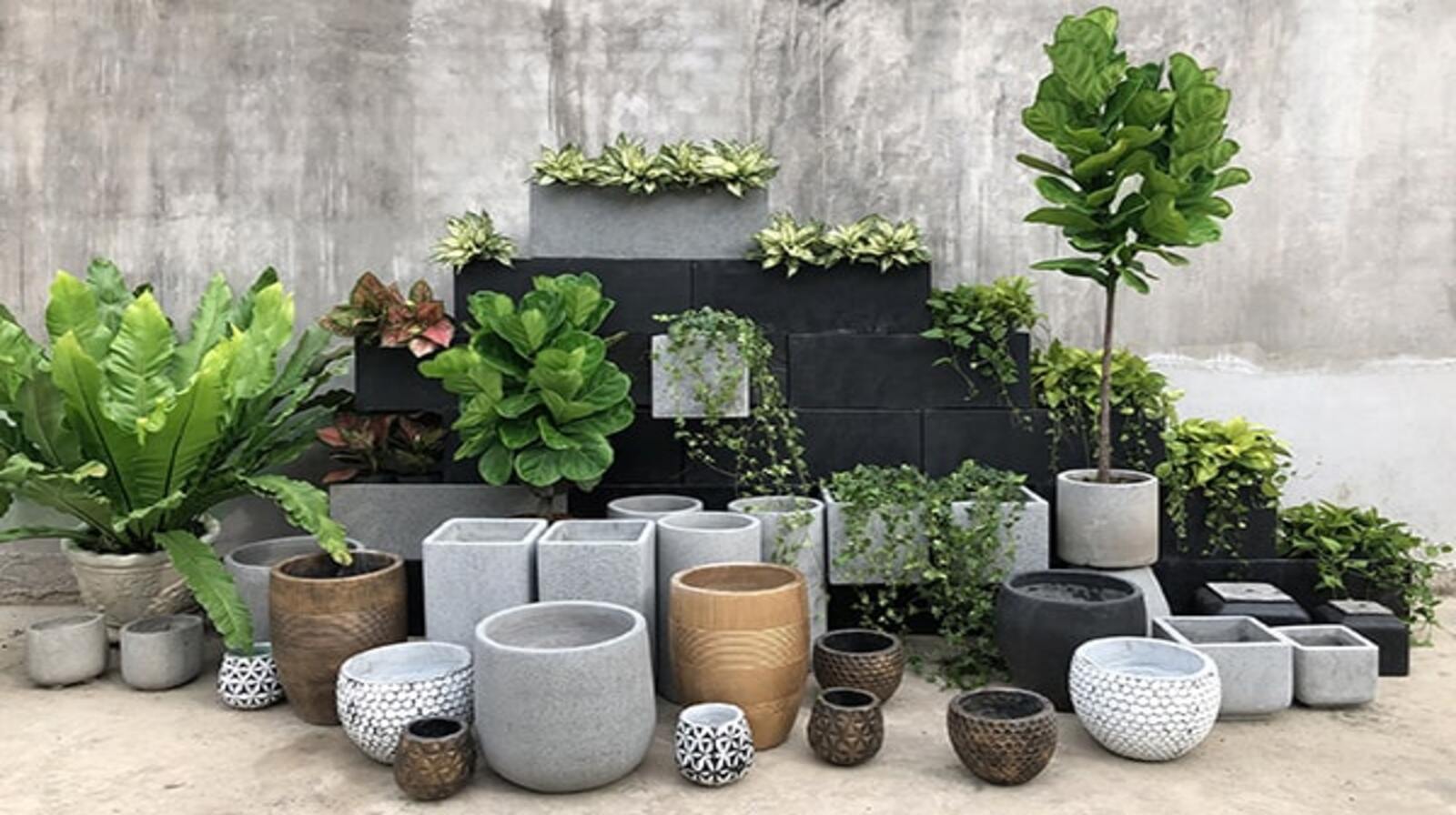 Cách trang trí không gian với chậu sứ trồng cây sang trọng