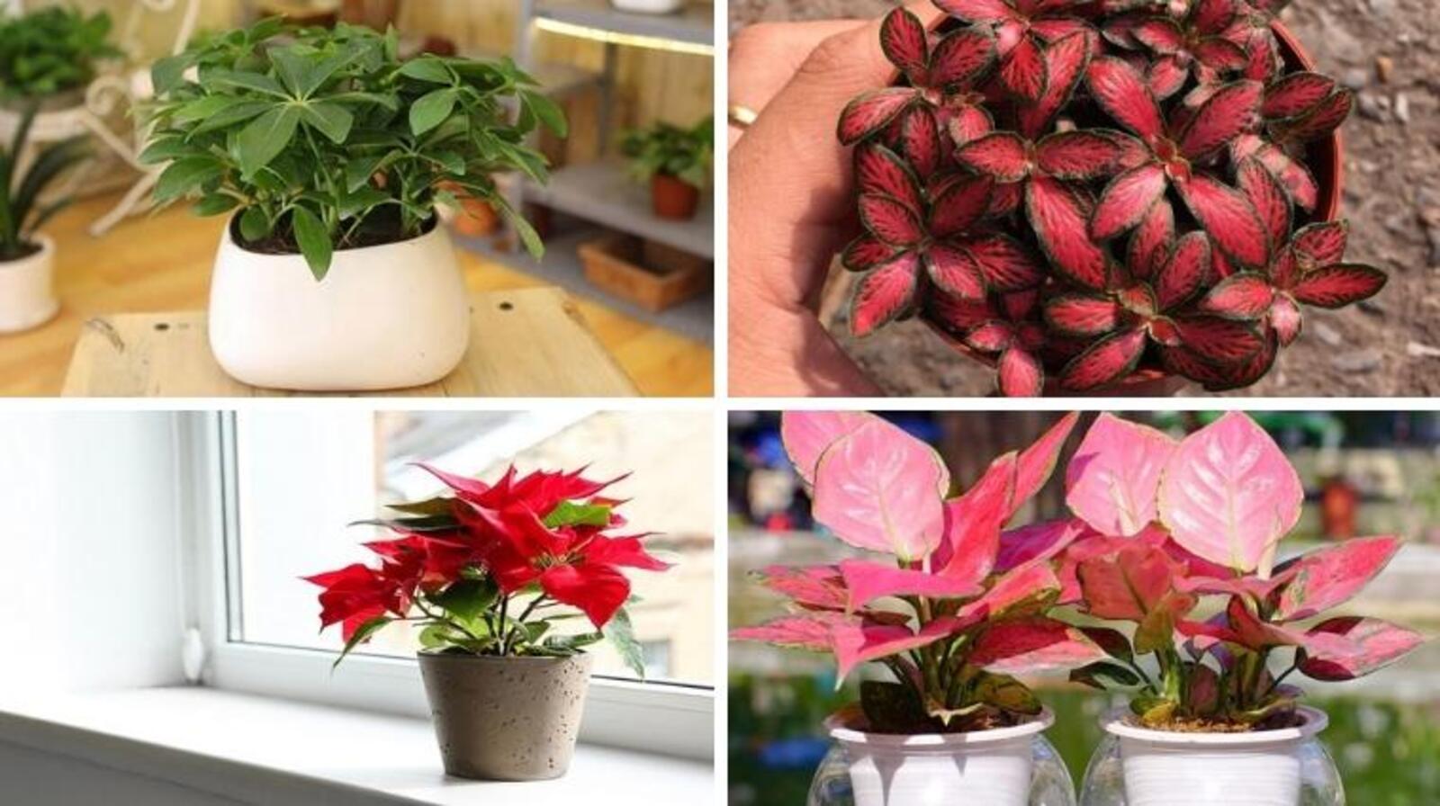 Cây cảnh hợp mệnh hỏa - Cách lựa chọn chuẩn phong thủy