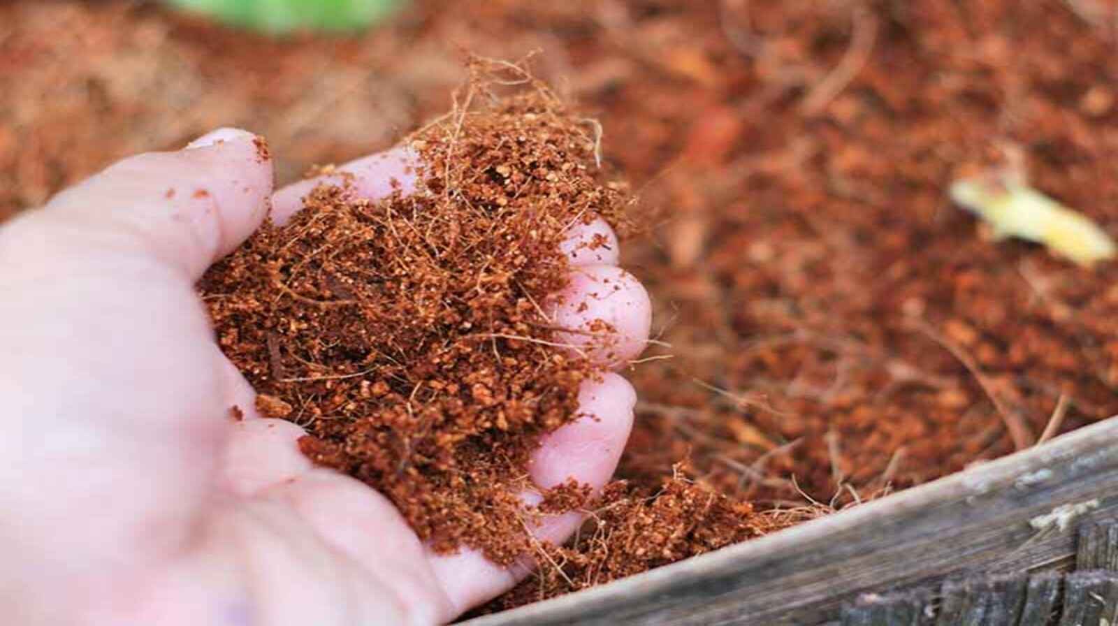 Phân bón từ xơ dừa - Cách làm tại nhà, tiết kiệm chi phí