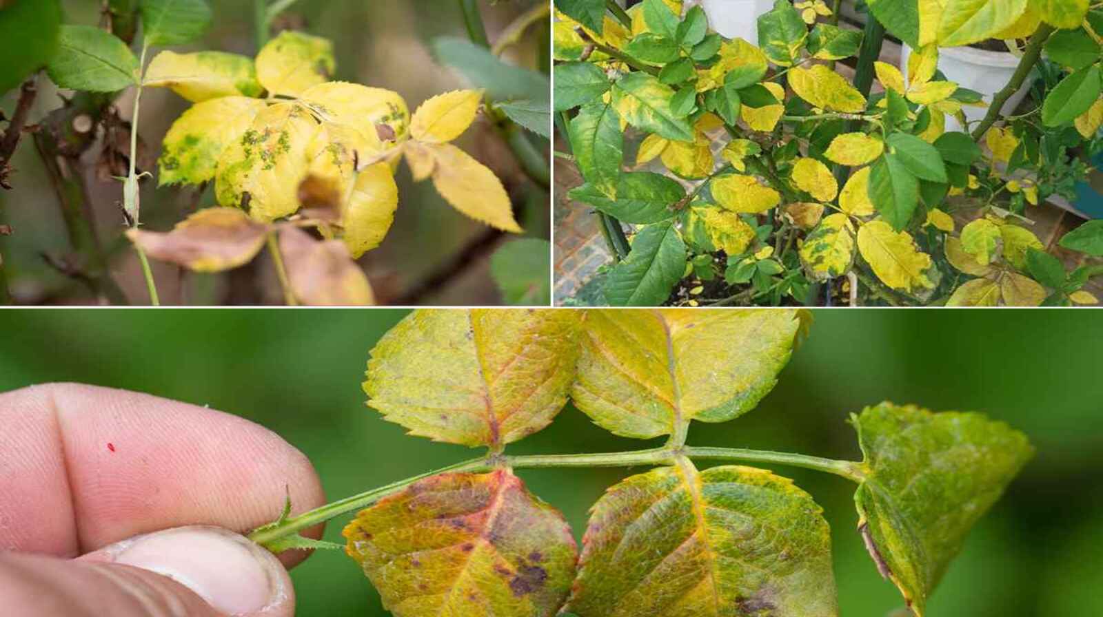 Xử lý cây cảnh bị vàng lá giúp cây phục hồi nhanh, khỏe mạnh