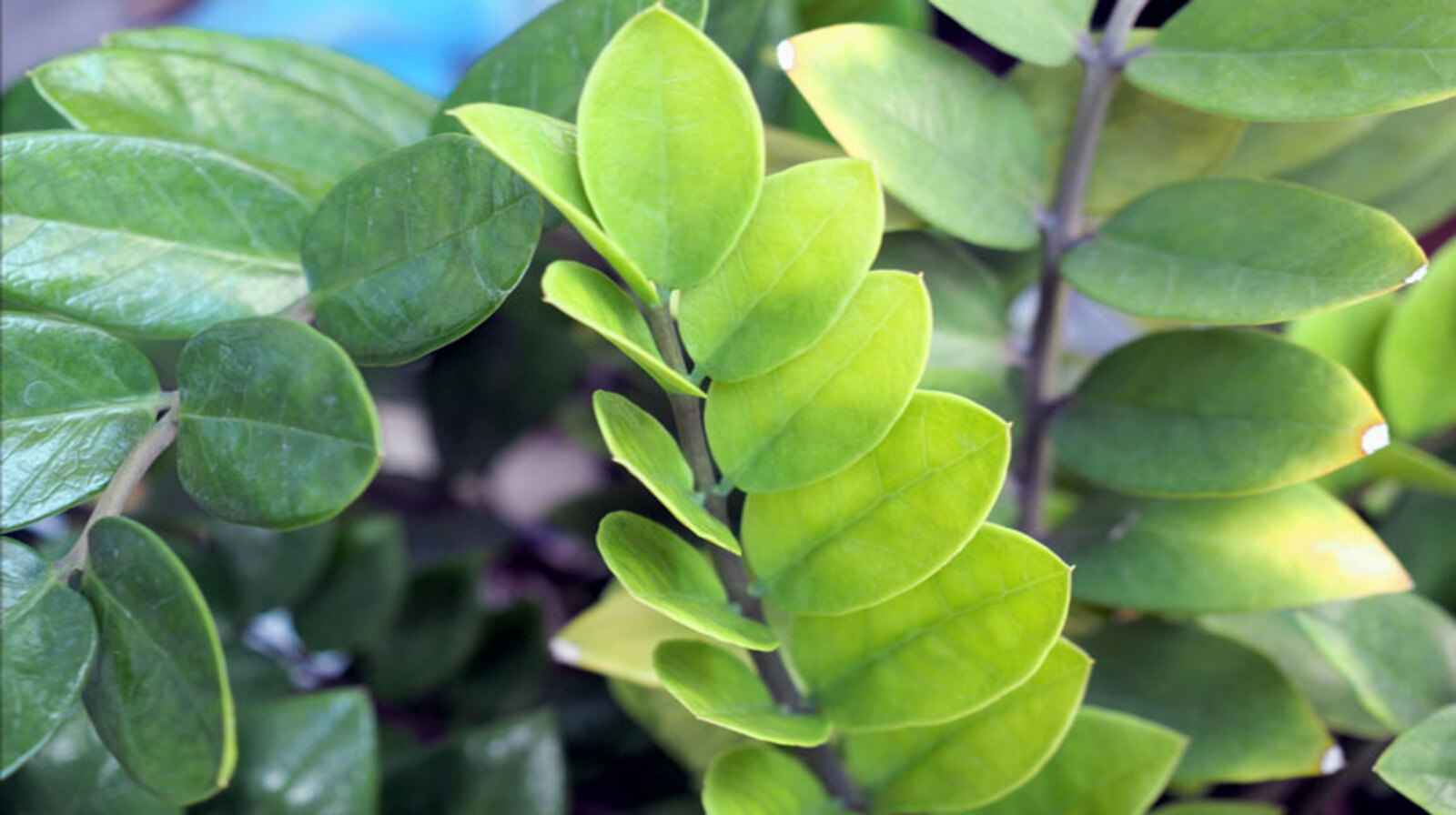 Chất sắt - Cách bổ sung dinh dưỡng cho cây bị vàng lá