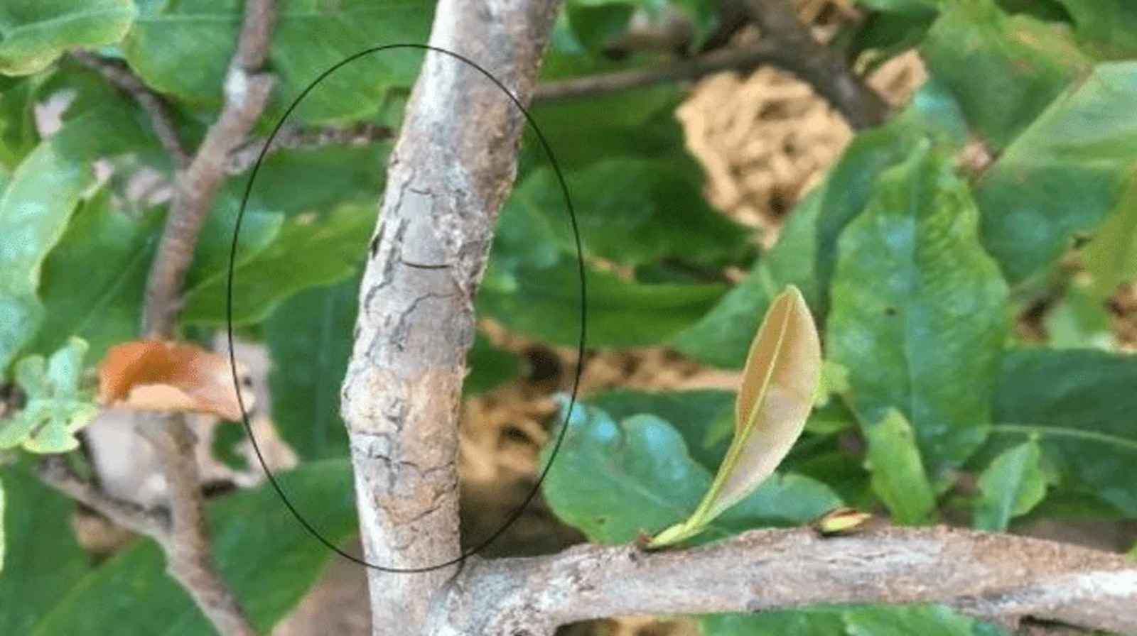Cây cảnh bị nứt thân nguy hiểm không? Cách xử lý chi tiết!