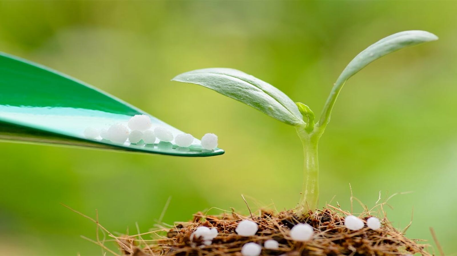 Cây mới trồng nên bón gì - Cẩm nang trồng cây cho người mới