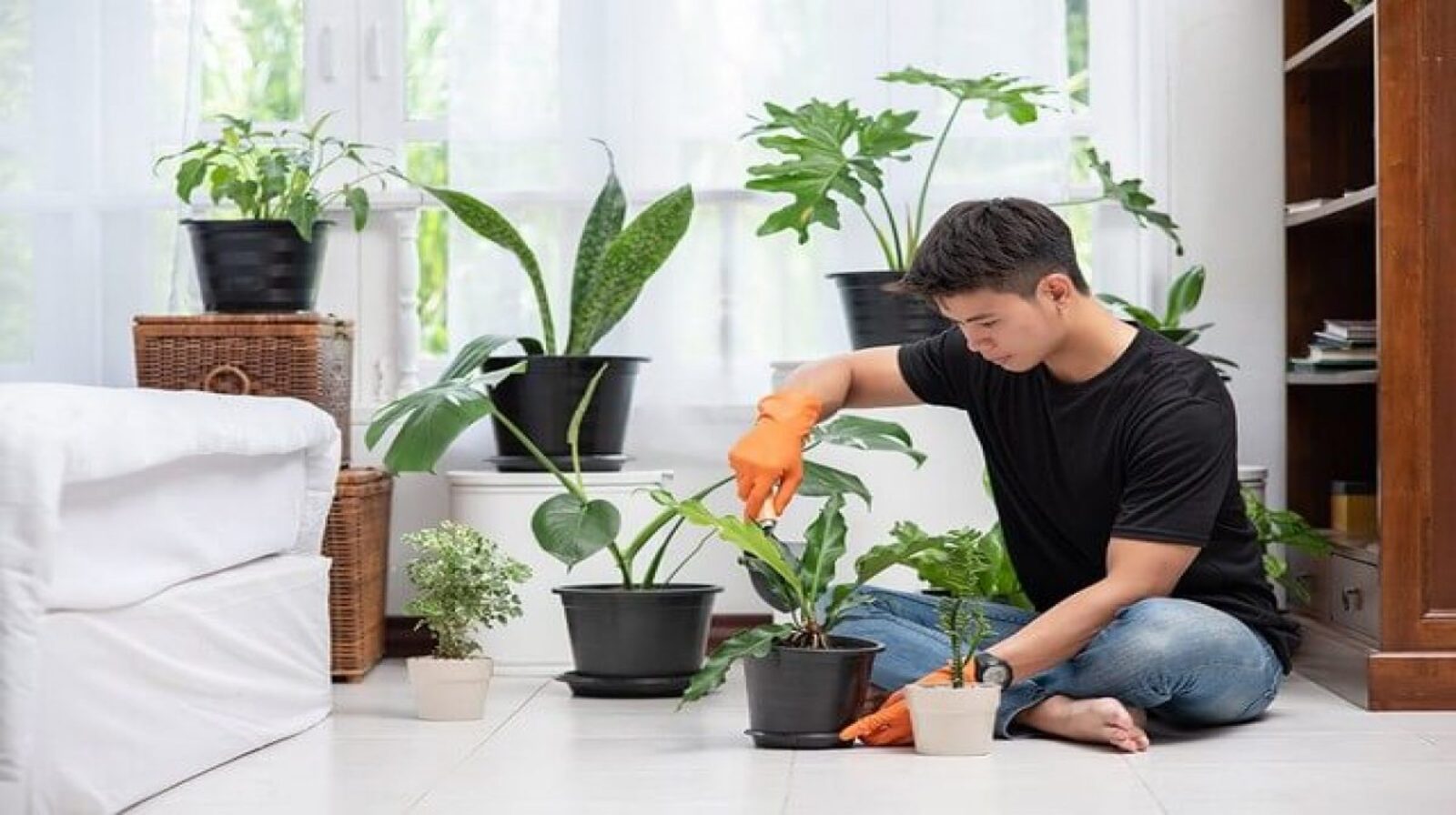 Phân bón cây cảnh đúng thời điểm – Yếu tố ảnh hưởng đến cây!