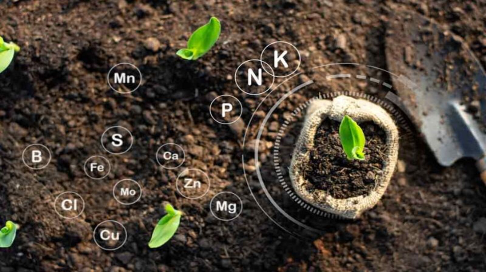 Vi sinh vật trong đất – Chìa khóa cải thiện độ phì nhiêu!
