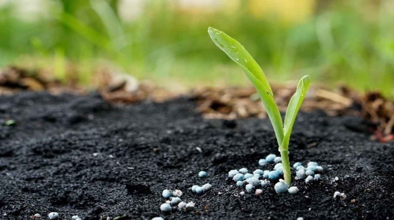 Phân bón nano là gì? Giải pháp dinh dưỡng vượt trội cho cây