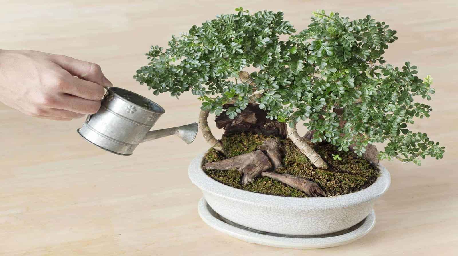 Phân bón chuyên biệt cho bonsai - Bí quyết định hình cây