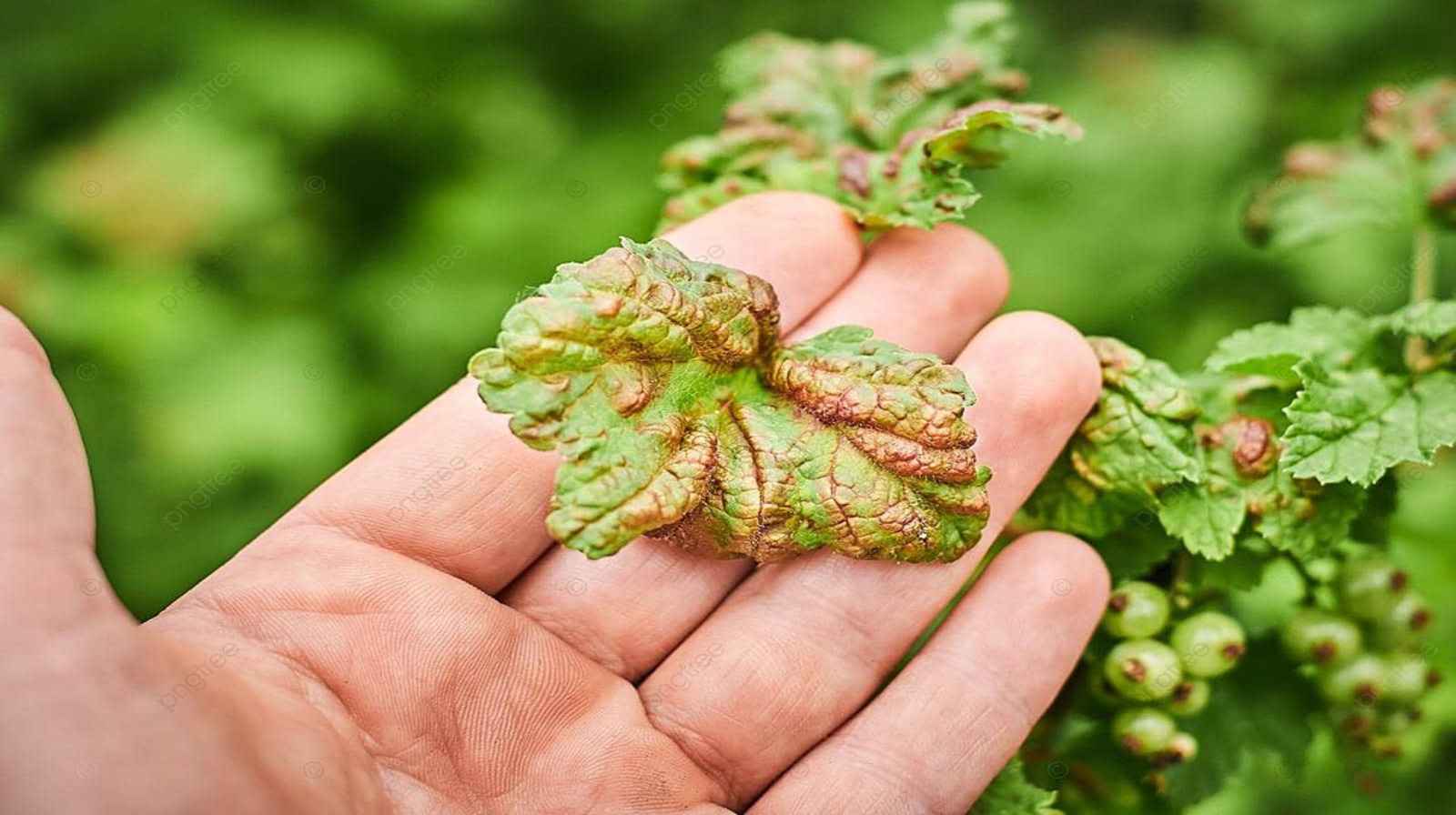 Bệnh xoắn lá trên cây cảnh - Cách nhận biết, điều trị nhanh!