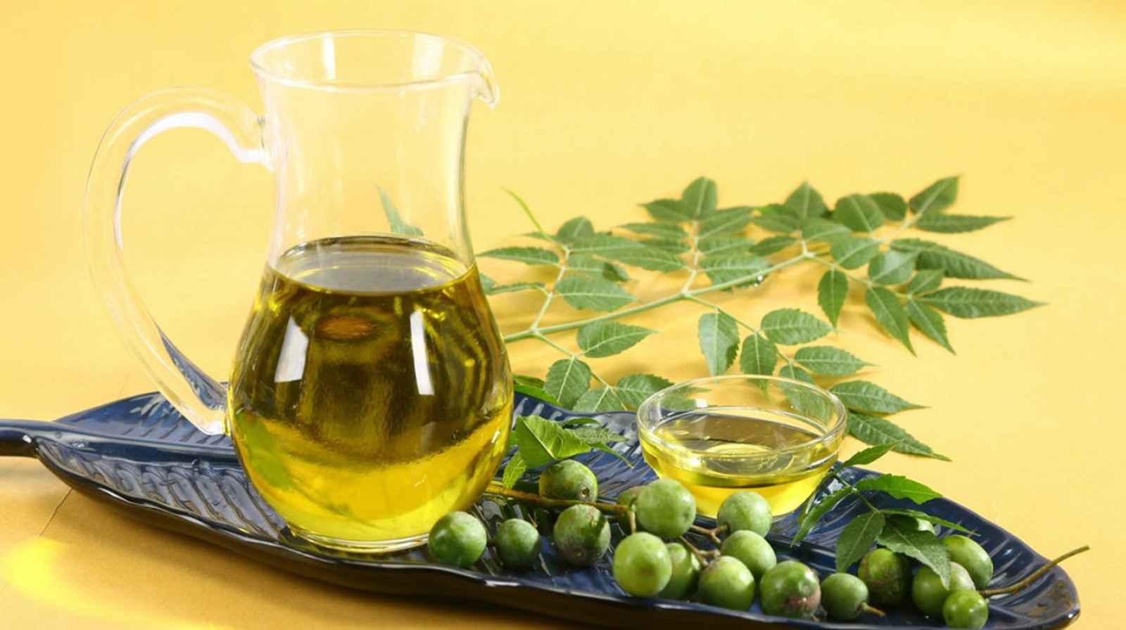 Dầu neem – Kẻ thù của sâu bệnh, người bạn của nhà nông