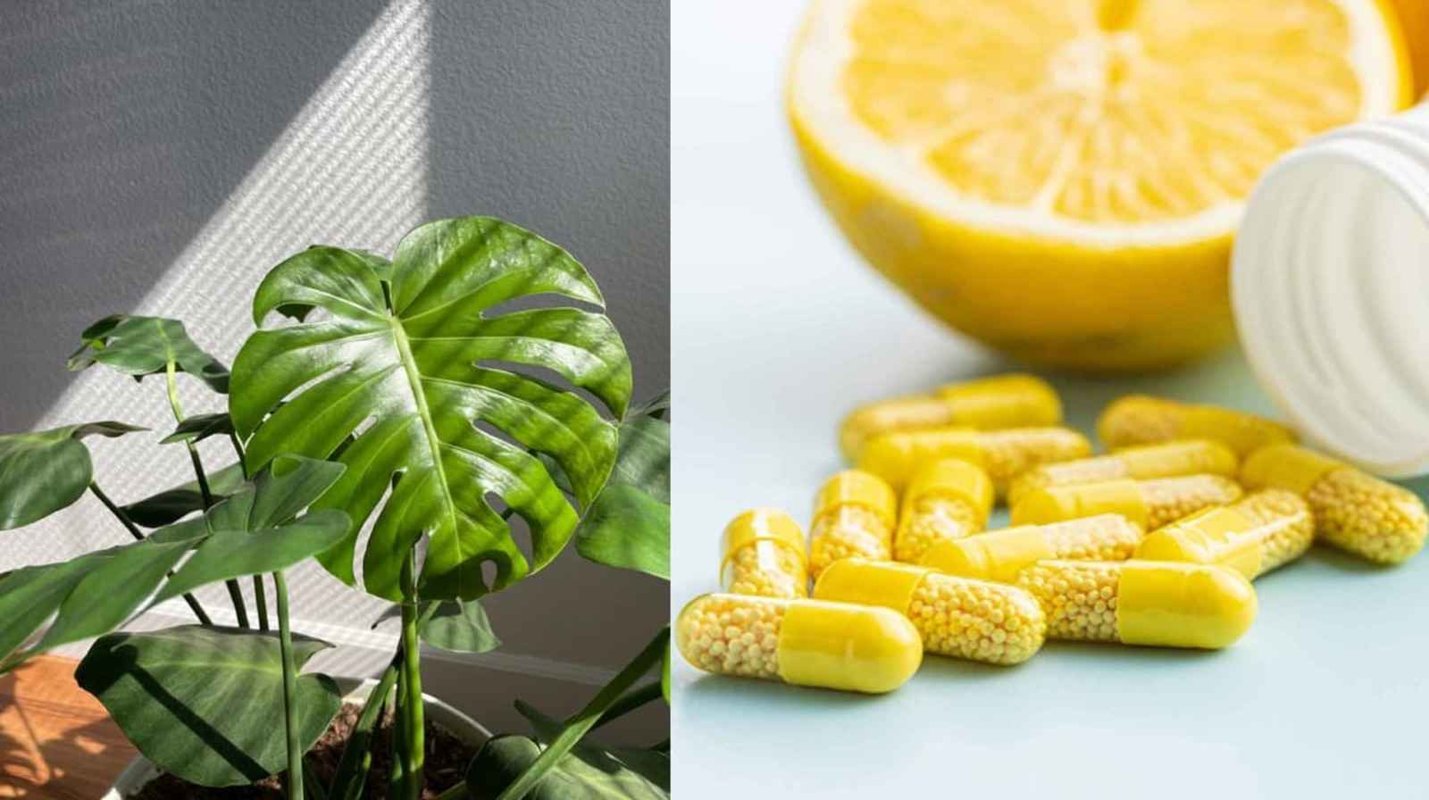 Tưới vitamin C cho cây - Xu hướng mới để chăm sóc hiện đại