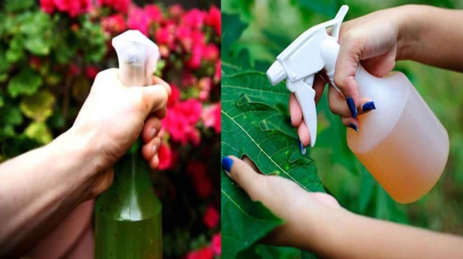 Thuốc sinh học trị nấm – “Lá chắn” bảo vệ cây cảnh mini