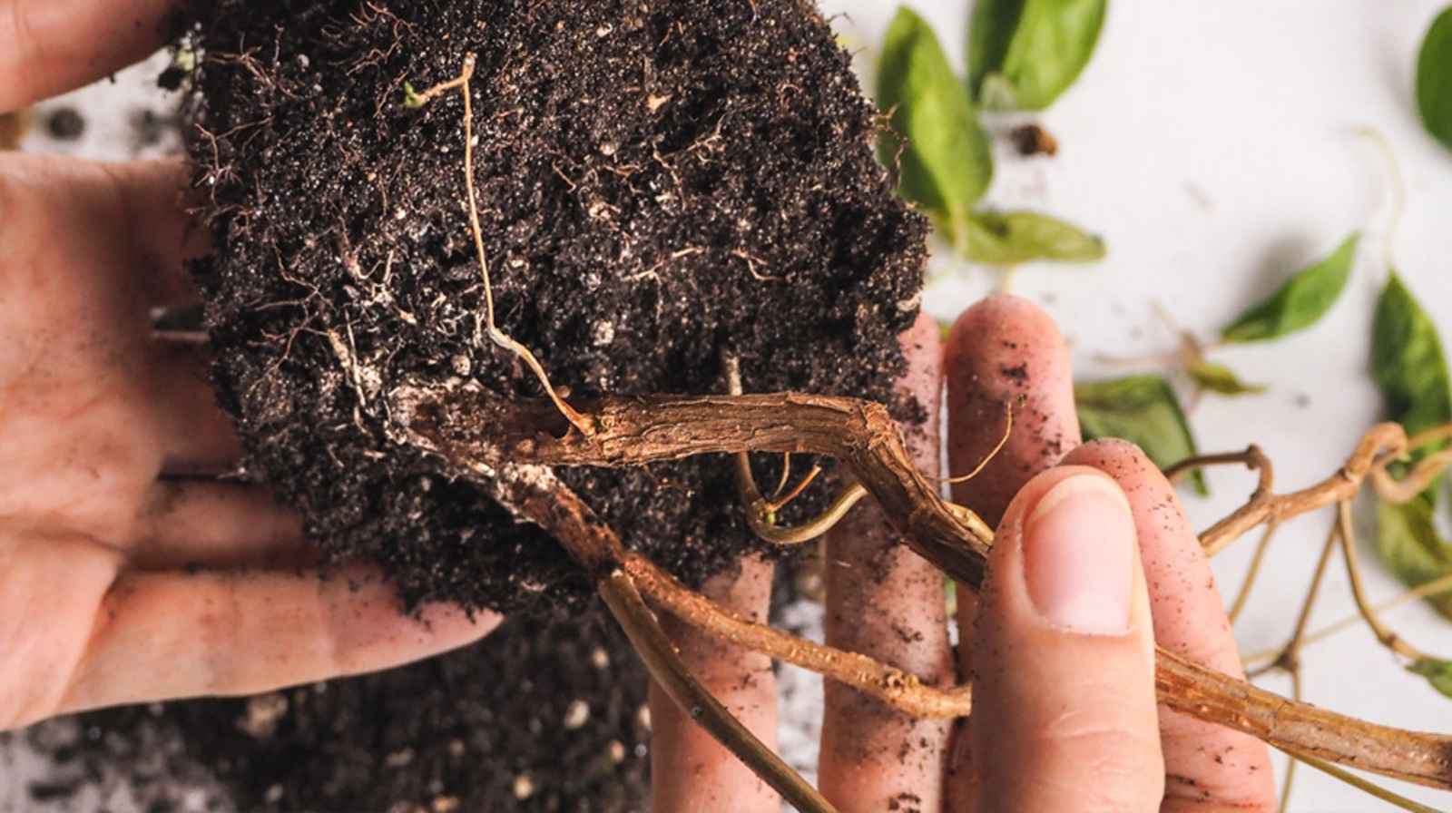 Cây cảnh bị úng nước cứu được không? Bí quyết hồi sinh cây