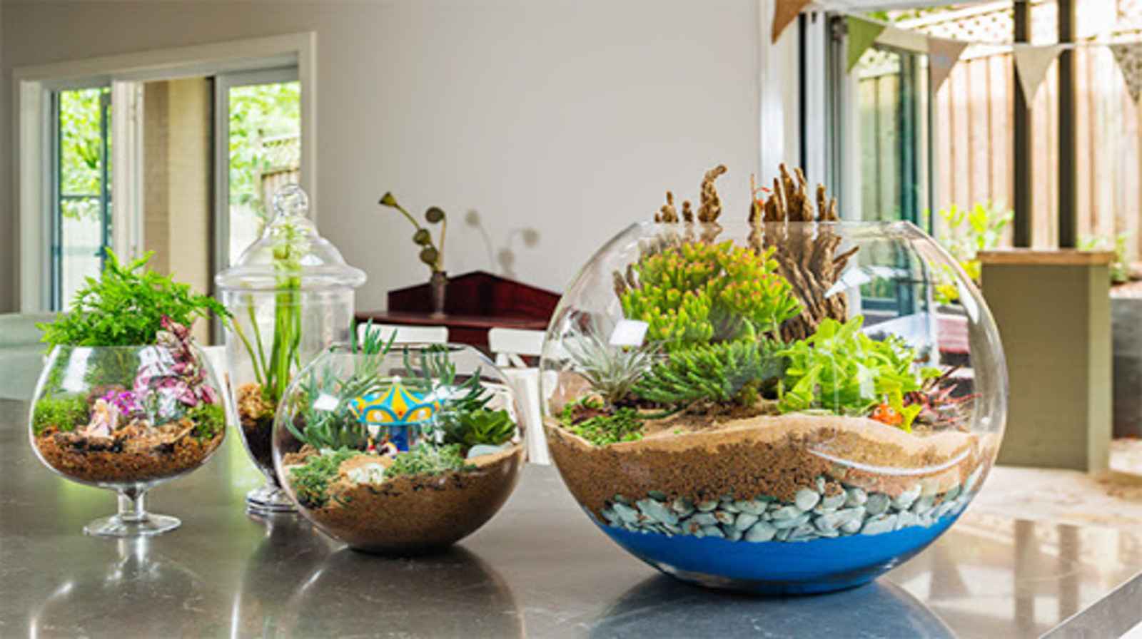 Chậu cây tiểu cảnh - Ý tưởng độc đáo cho không gian nội thất