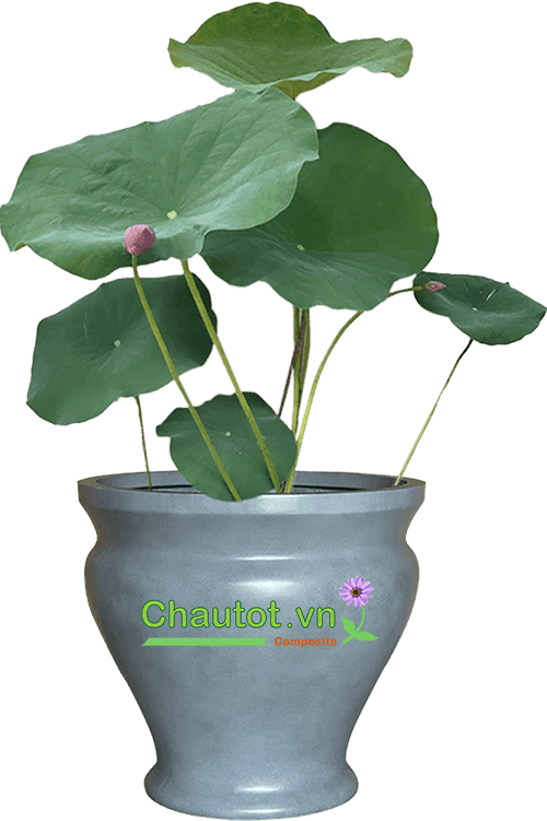 Chậu Cây Cảnh