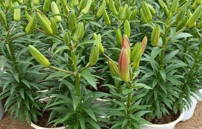 Lợi ích của việc trồng hoa ly trong chậu