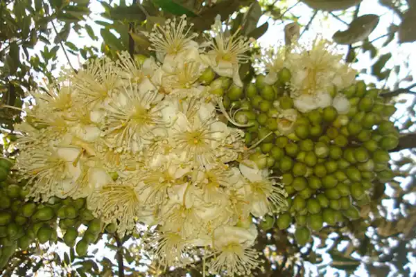Bón thúc là gì? Trong giai đoạn nụ, thúc hoa