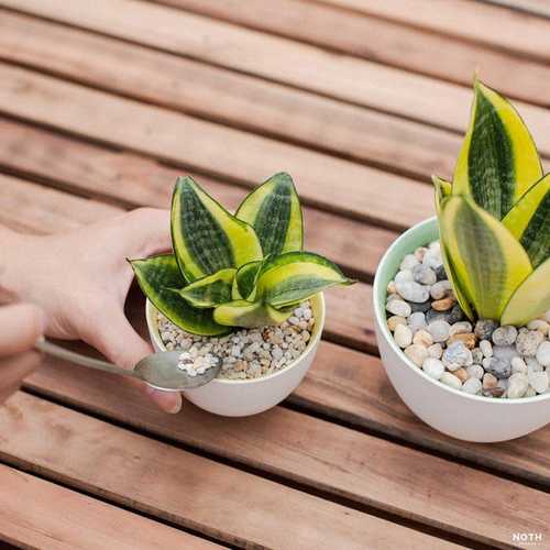 Bí quyết chọn chậu cây văn phòng để làm việc hiệu quả