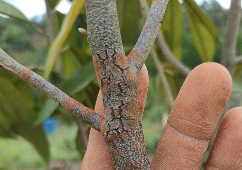 Bệnh nấm hồng là gì?