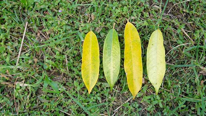 Triệu chứng trên lá