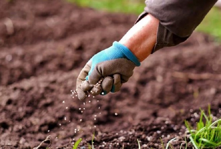 Bón lót là gì? Bí quyết giúp cây trồng phát triển bền vững
