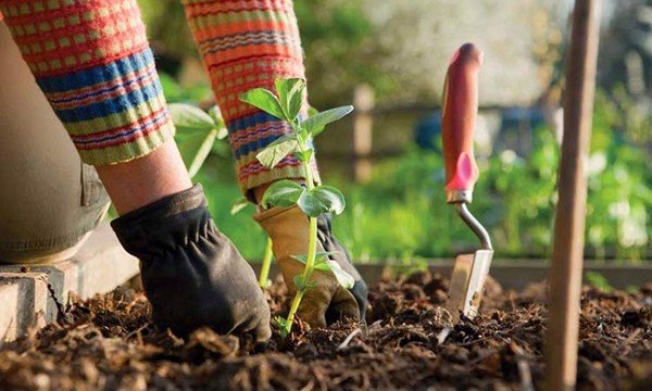 Bón thúc vào thời kỳ sinh trưởng, sinh dưỡng