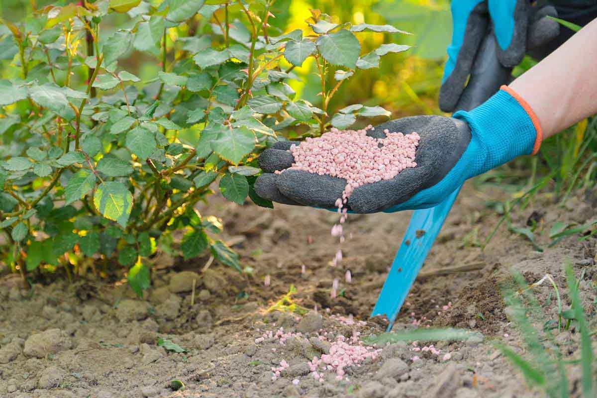 Lan Hồ Điệp Trong Phong Thủy – Cách Đặt Hoa Để Hút Tài Lộc Phân bón lá chuyên dùng