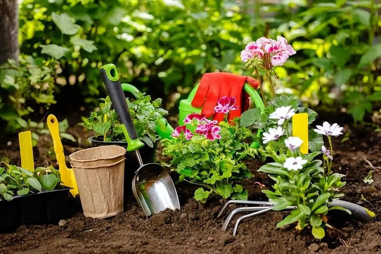 Thời điểm lý tưởng để bón đạm cho cây cảnh