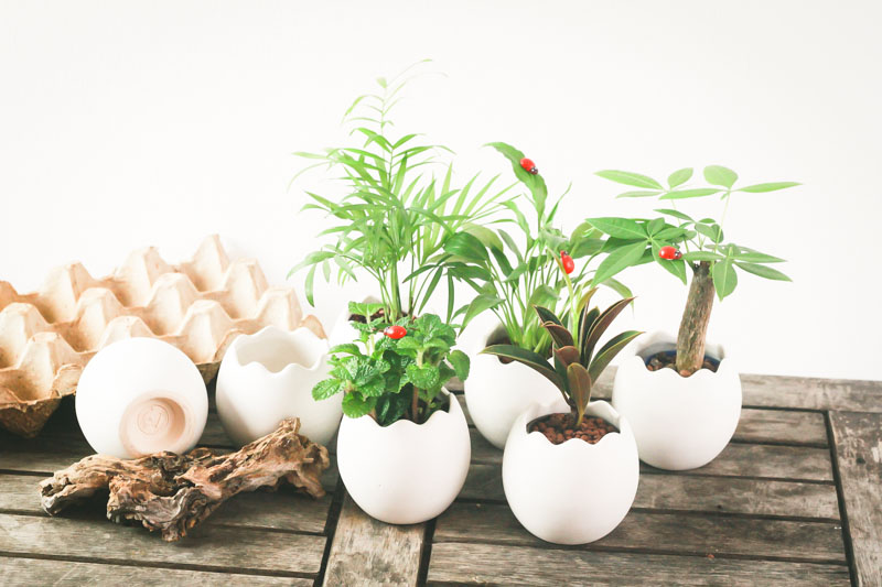 Lợi ích của chậu cây cảnh mini để bàn