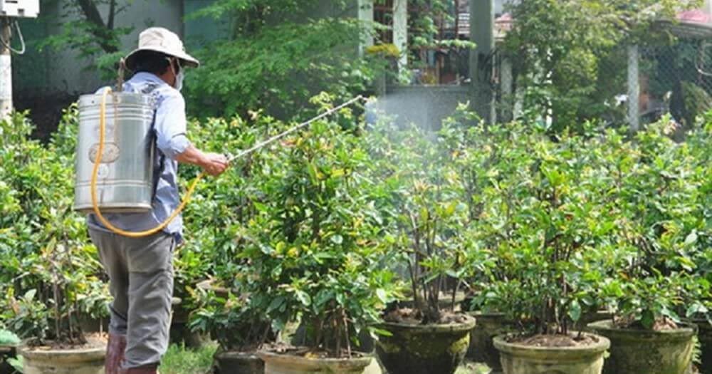 Phân bón cho cây mai ở giai đoạn phát triển cành, lá
