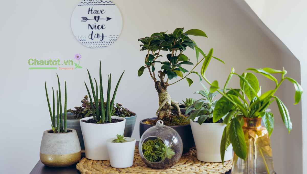 Trọng lượng nhẹ, dễ di chuyển, sắp đặt