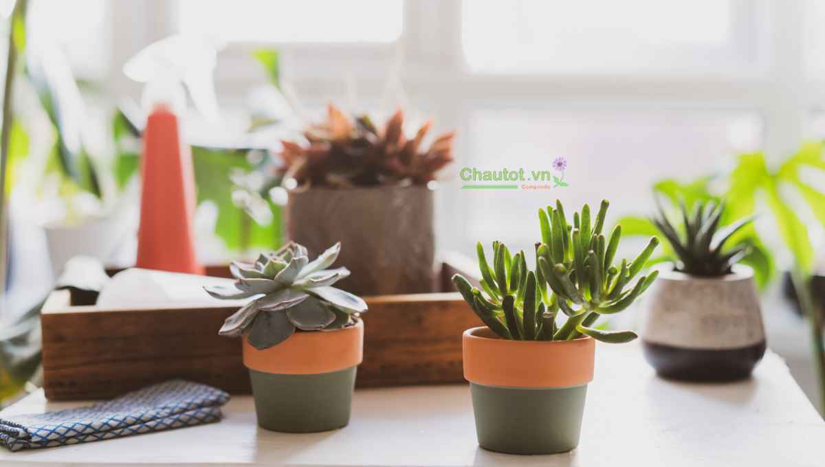 Đa dạng thiết kế, phù hợp nhiều phong cách