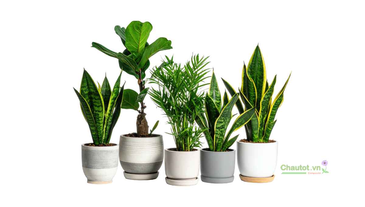 Gợi ý cây trồng phù hợp để trang trí ban công ngày Tết