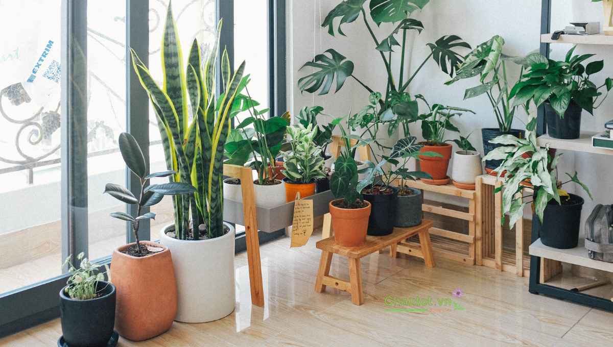 Ý nghĩa màu sắc chậu composite trong ngày Tết