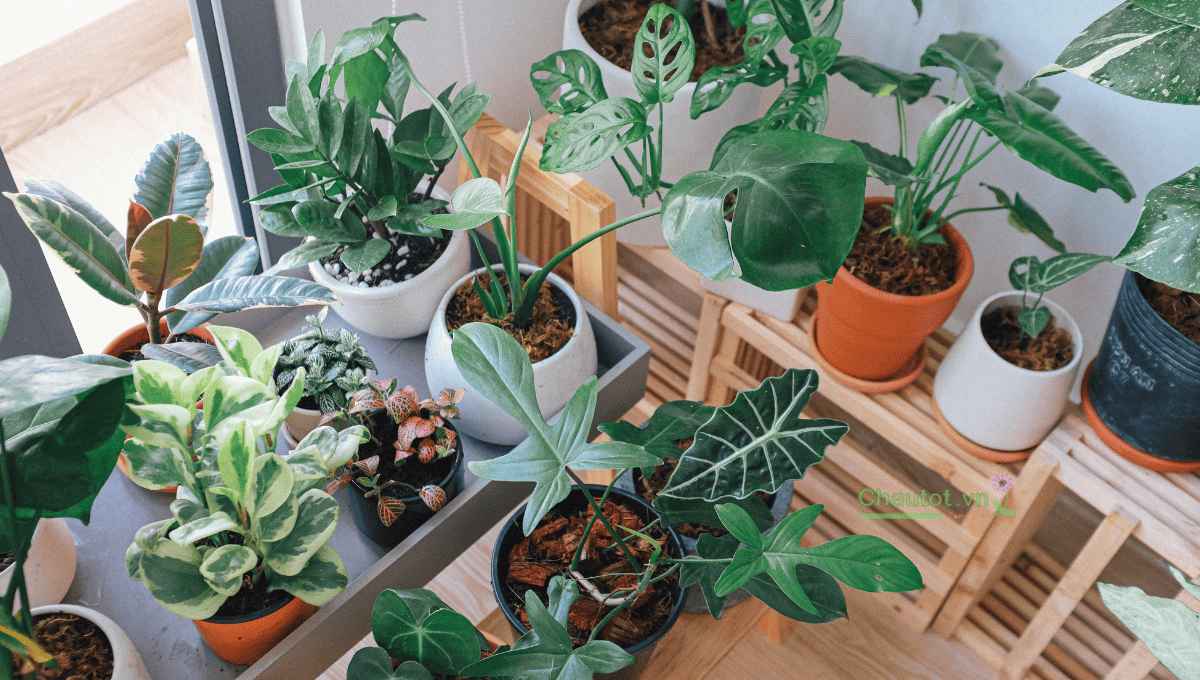 Chậu cây composite giả đá – Phong cách cao cấp