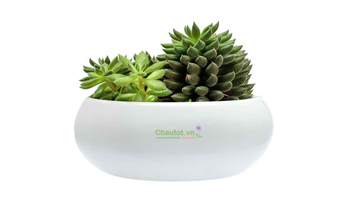 Chọn chất liệu và chất lượng