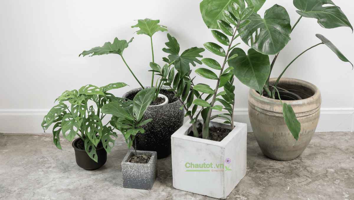 Décor Tết cho doanh nghiệp; công trình