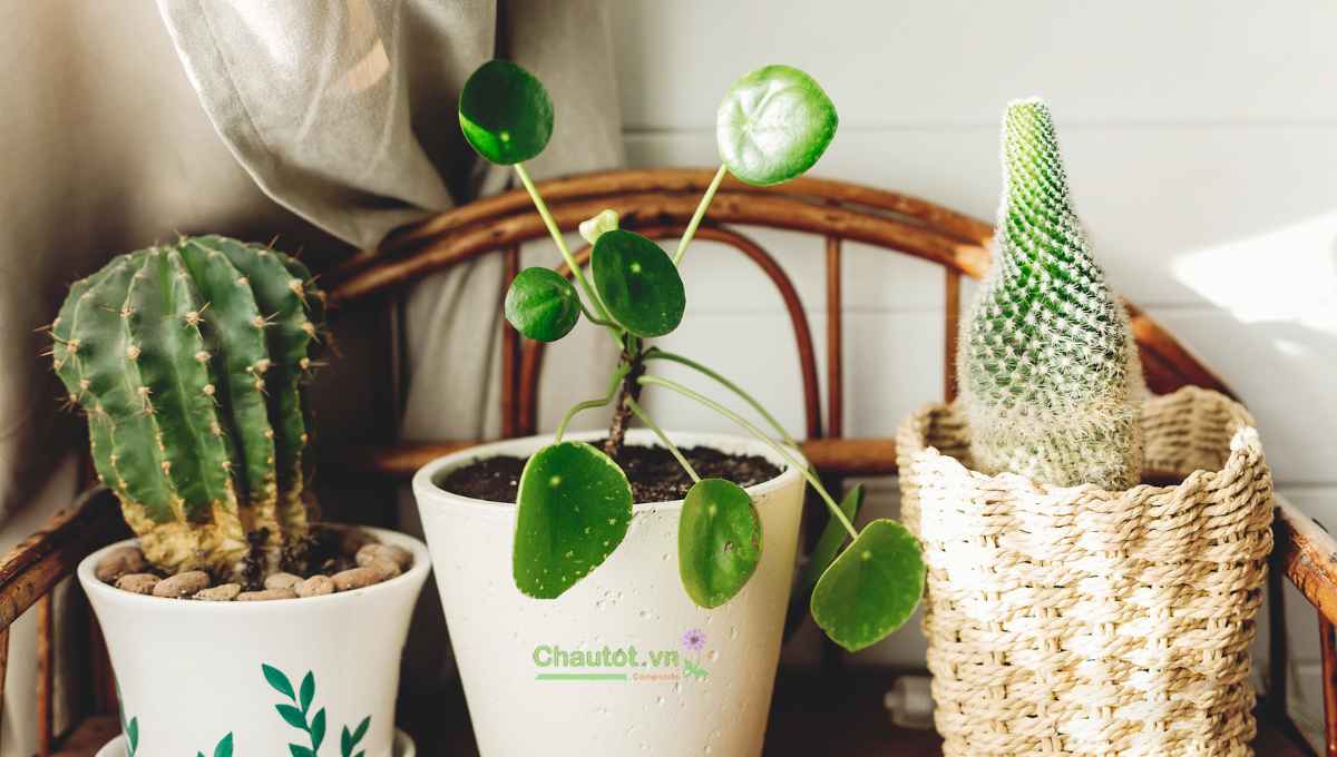 Cách tiết kiệm khi mua chậu cây composite
